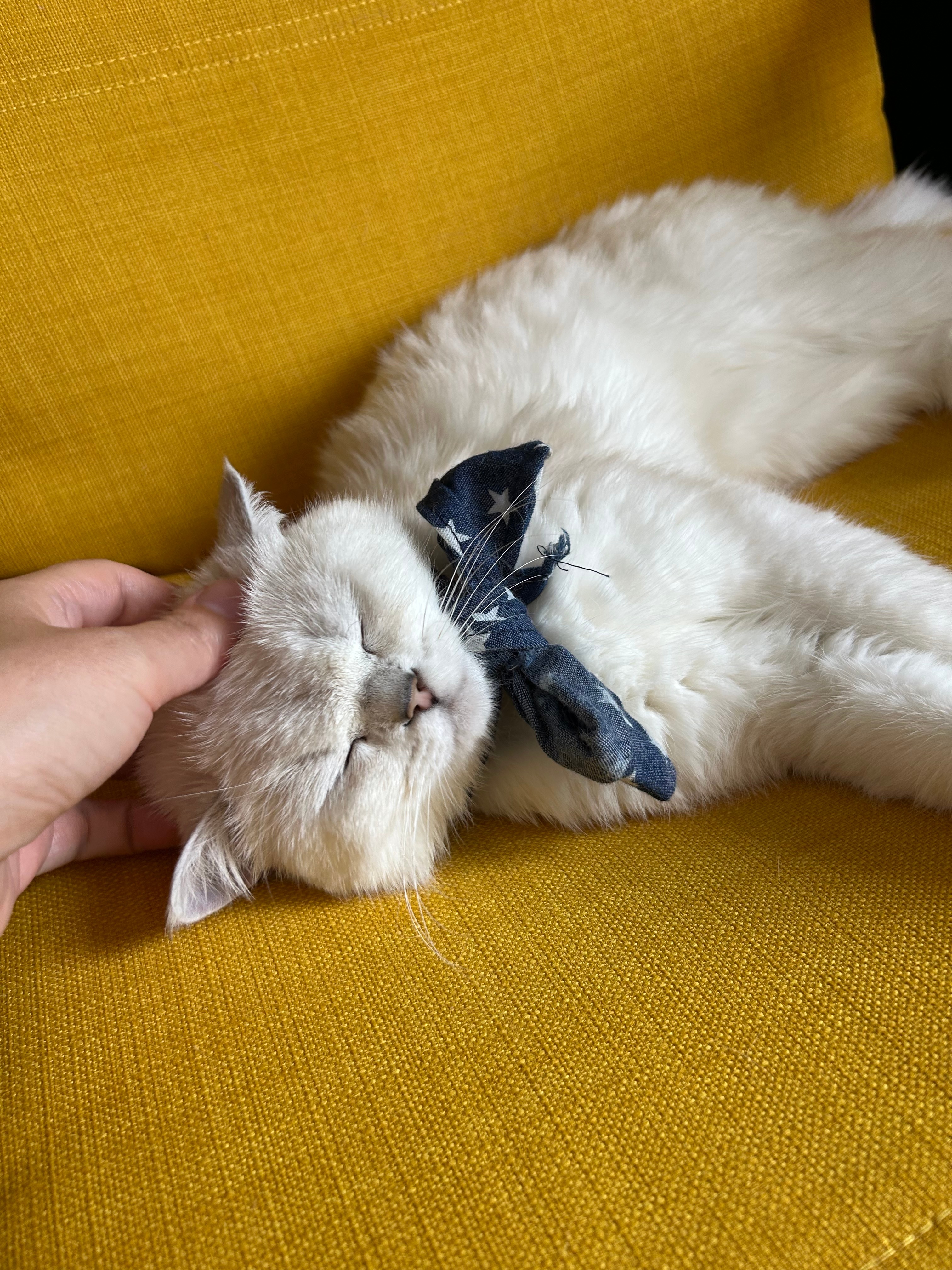 White British Shorthair Cat with Bow Tie