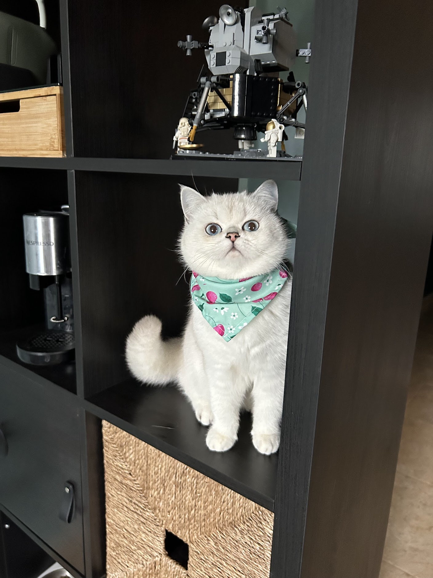 Diana — British Shorthair