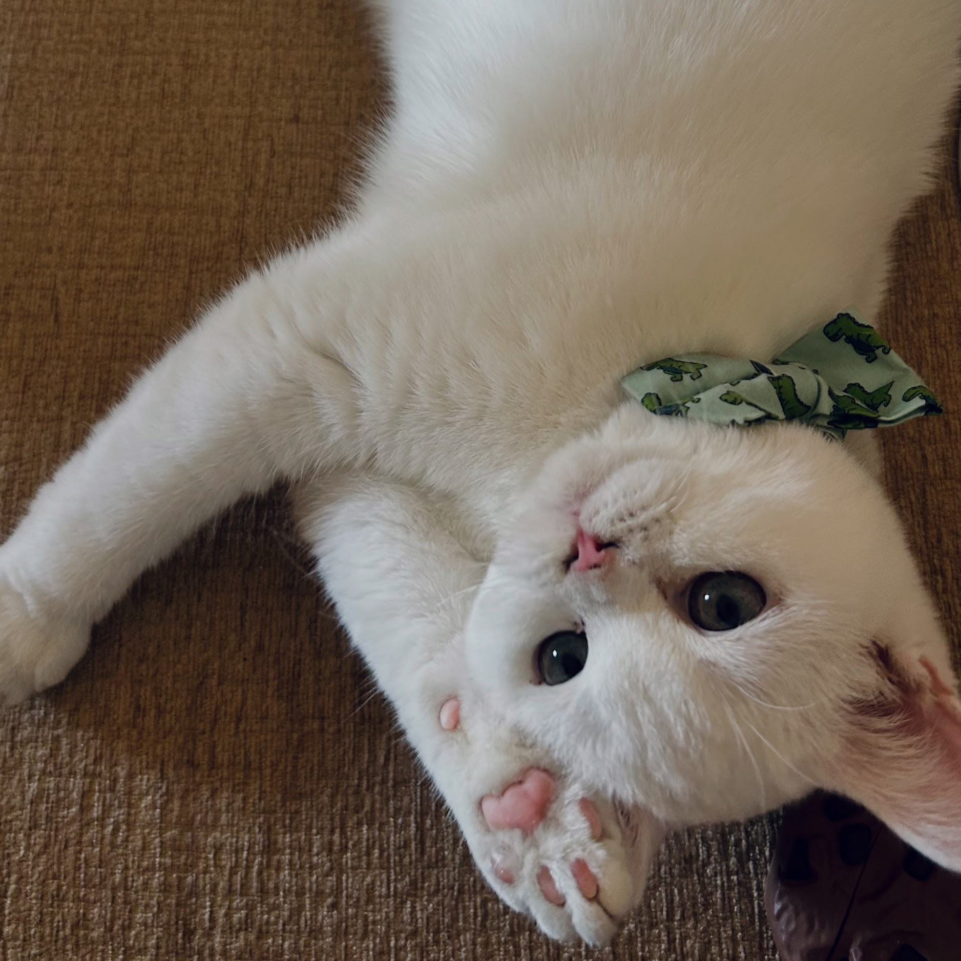 Diana — British Shorthair