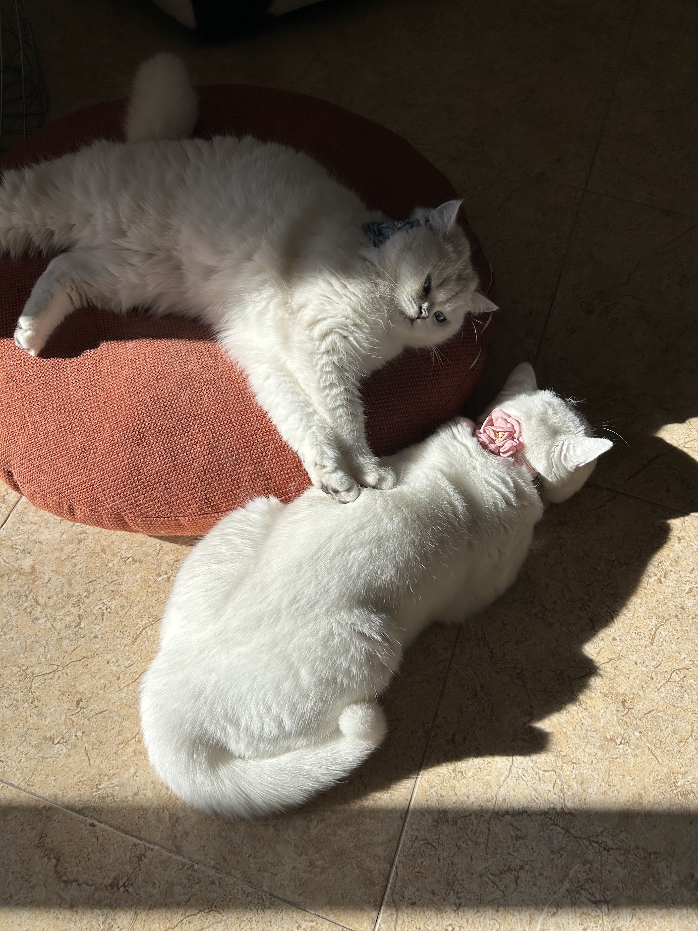 British Shorthair — family companion