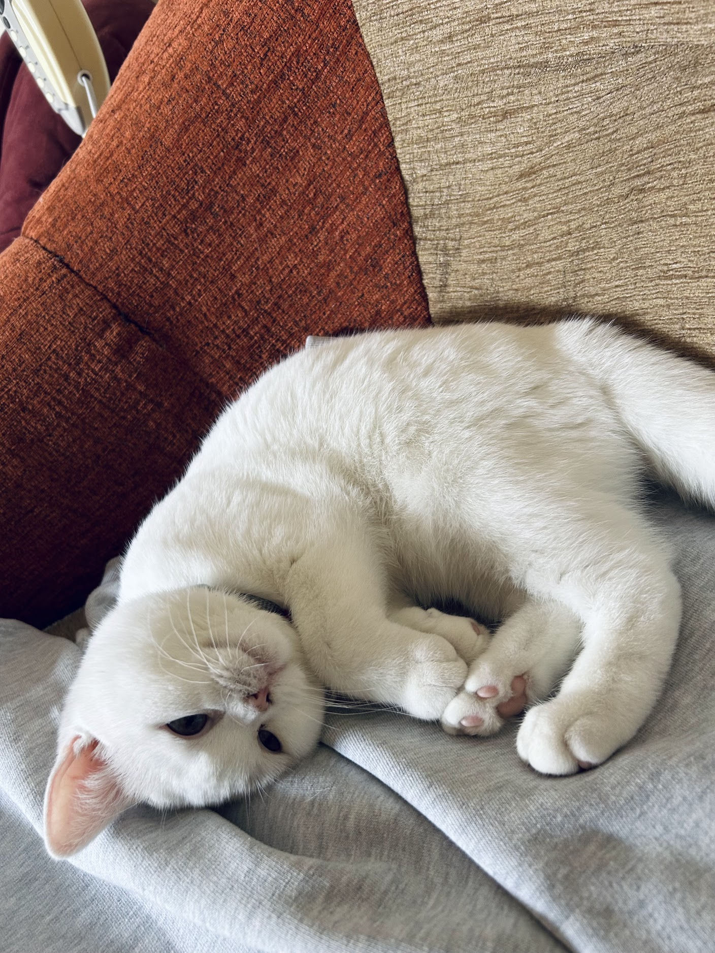 Jolie — British Shorthair