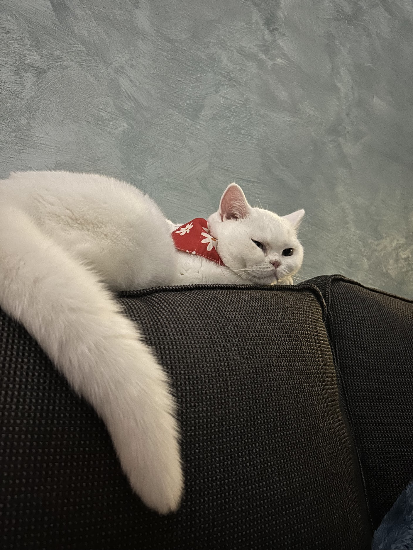 Jolie