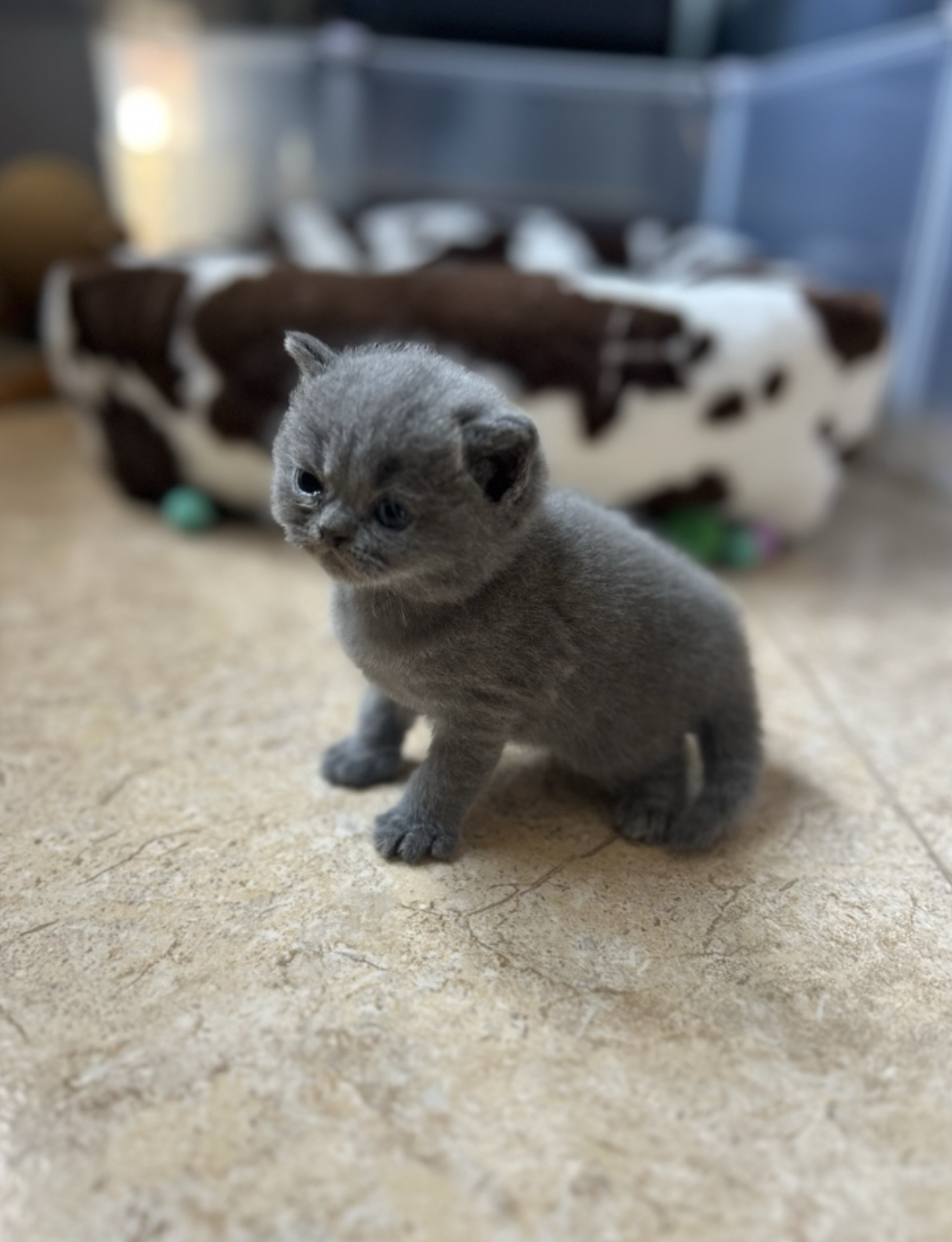 Dakota, gatita British Shorthair blue de la camada Flores