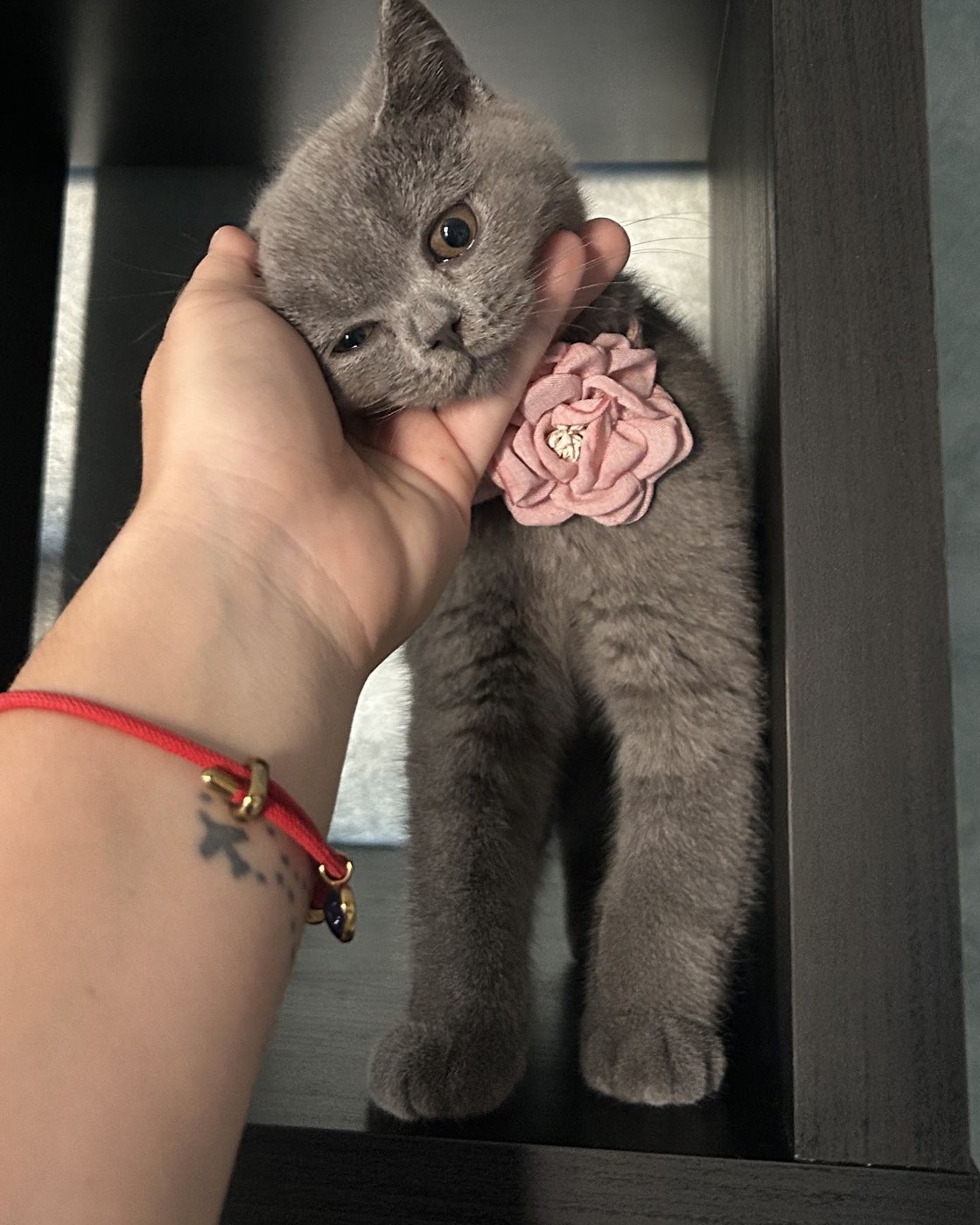Dakota — gatita British Shorthair blue disponible