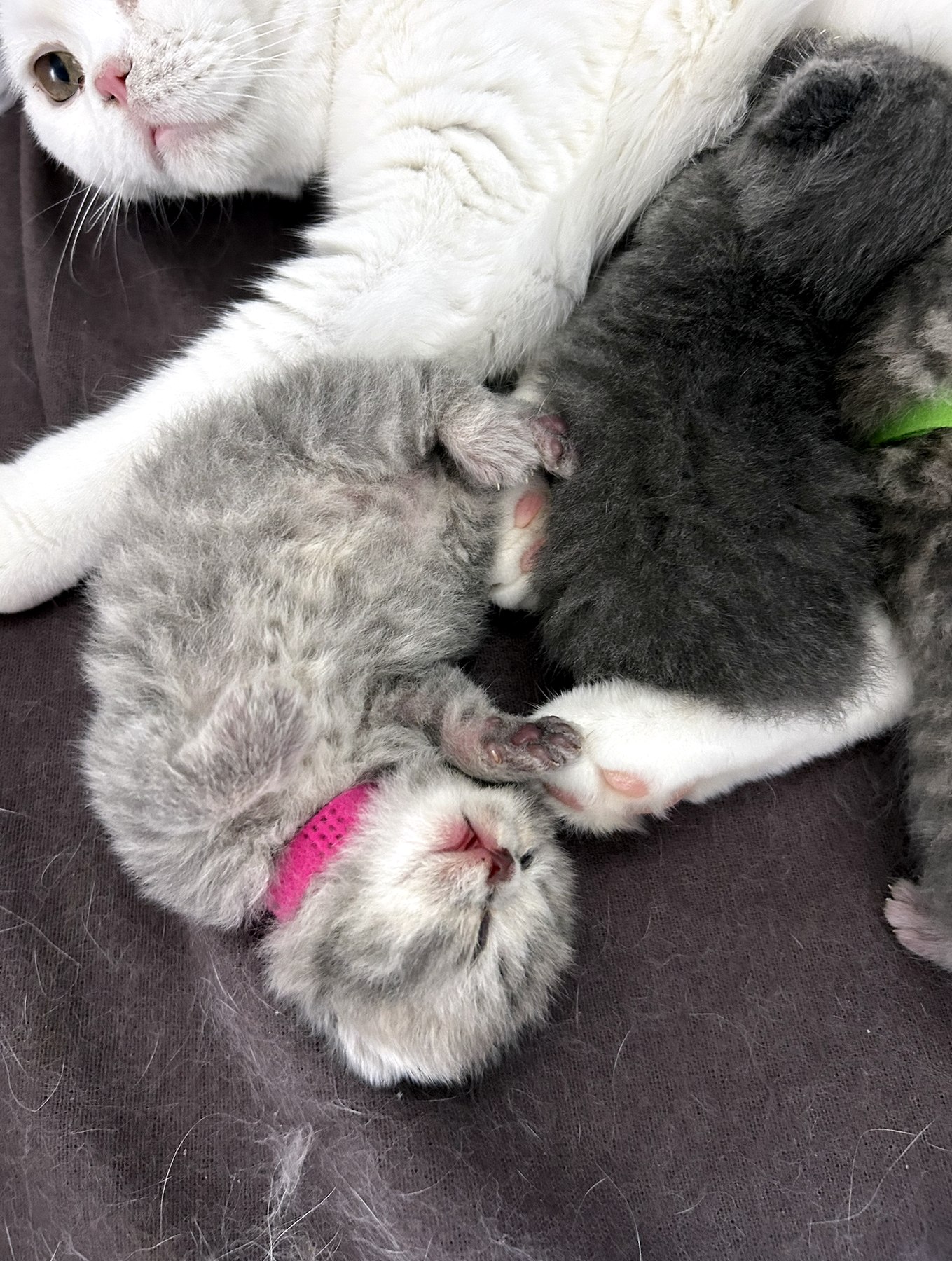 Gatitos junto a mamá en Flor de Nieve