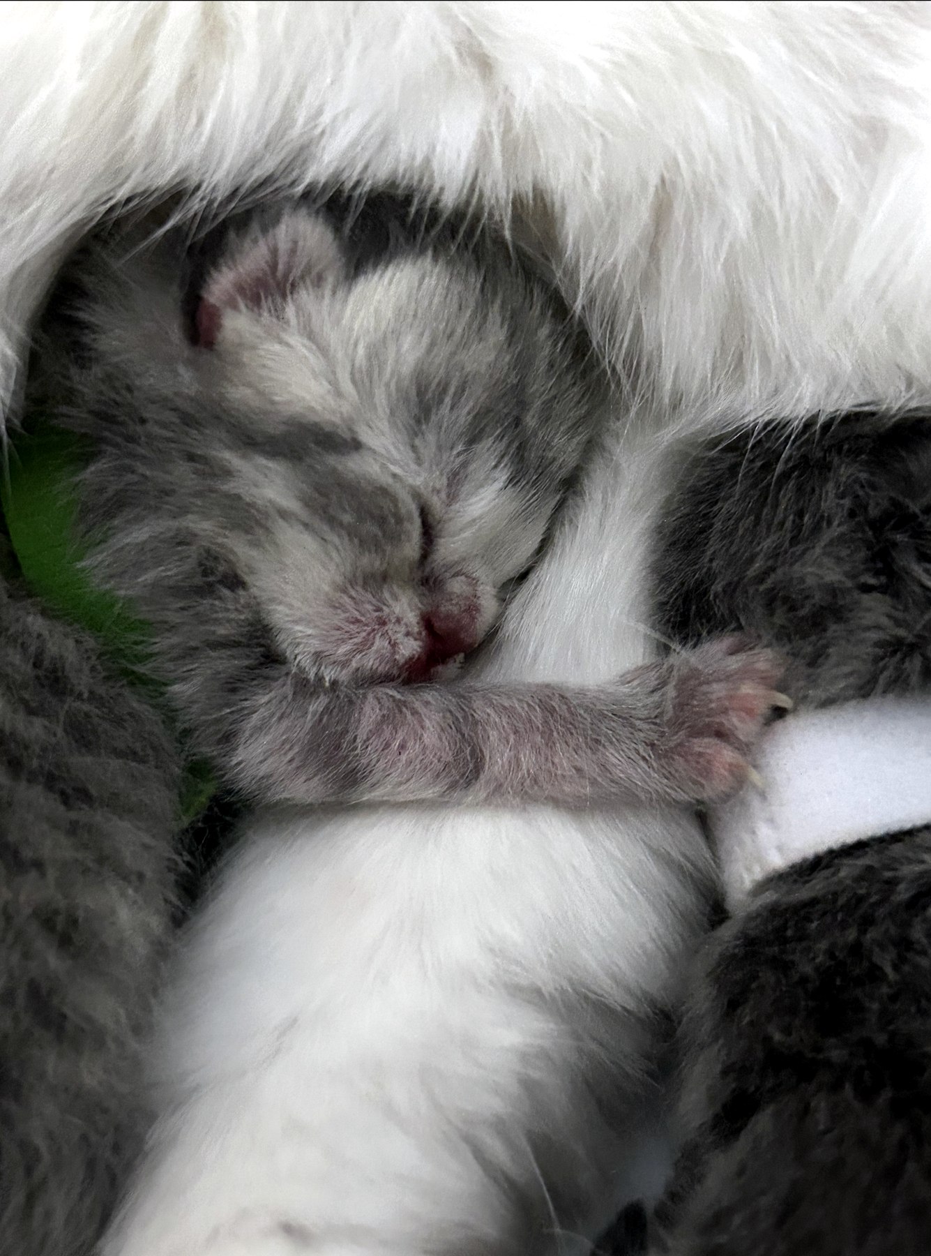 Gatito recién nacido descansando junto a mamá