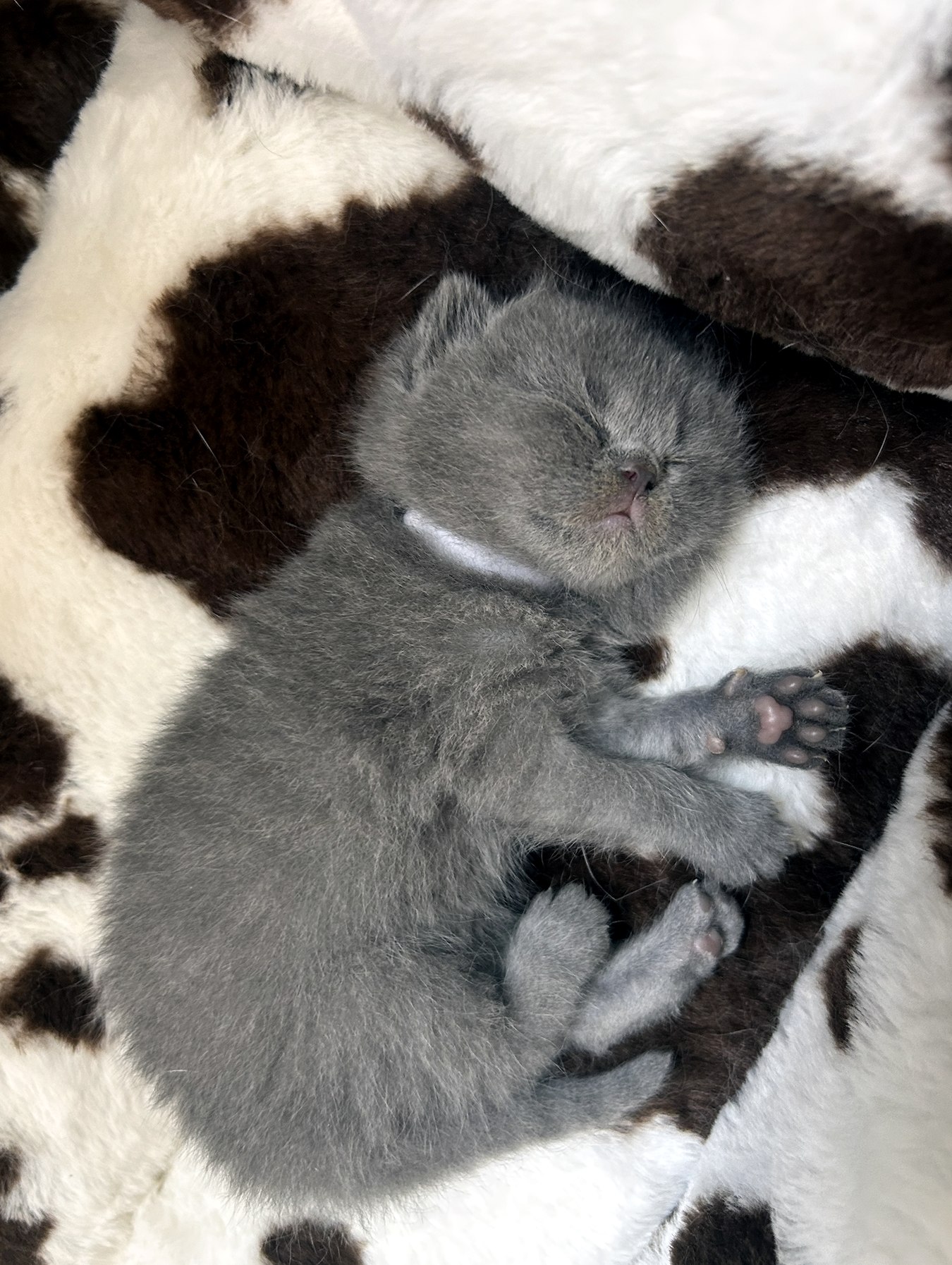 Gatito dormido en una manta suave