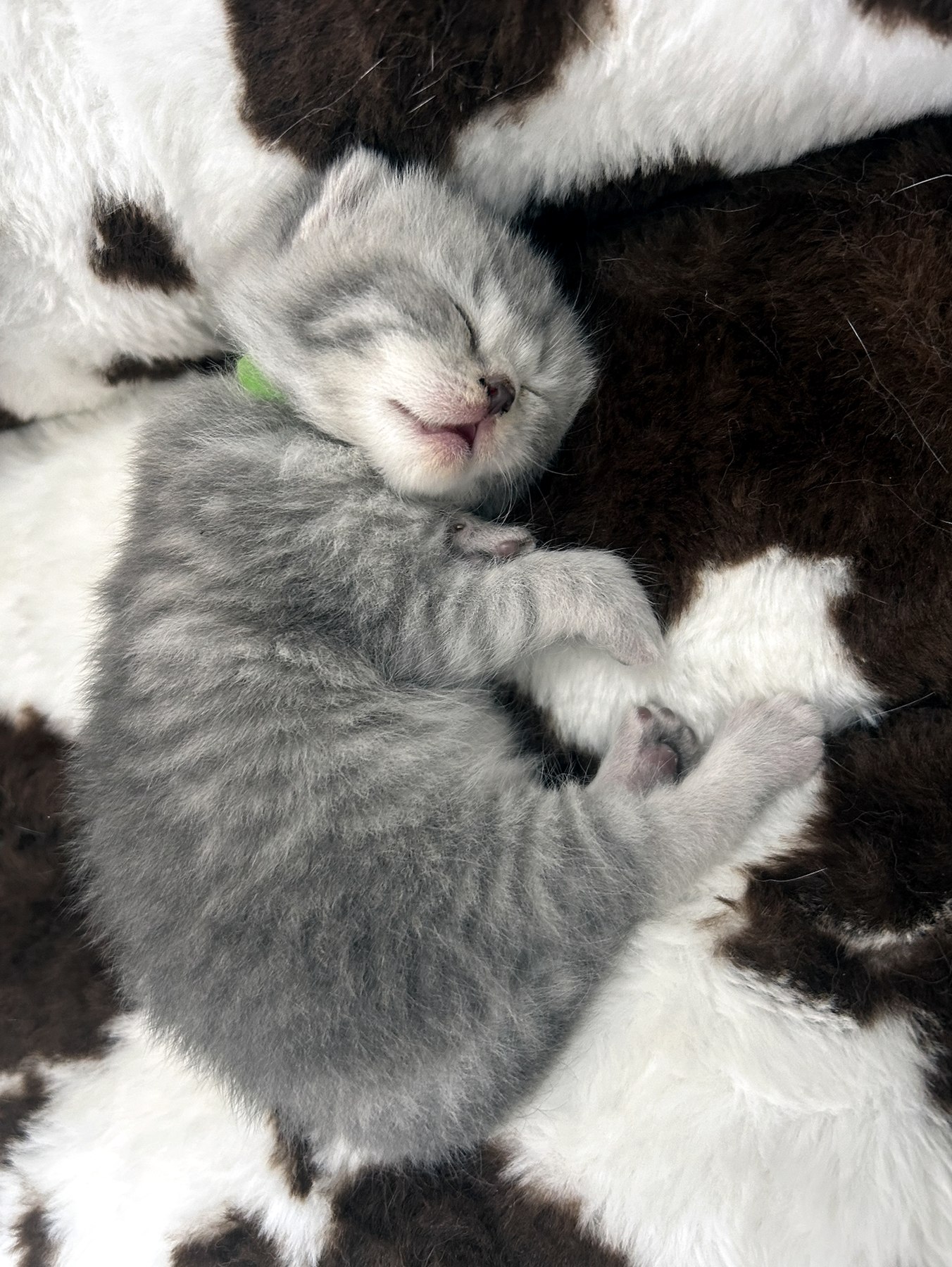 Gatito durmiendo en un momento tranquilo