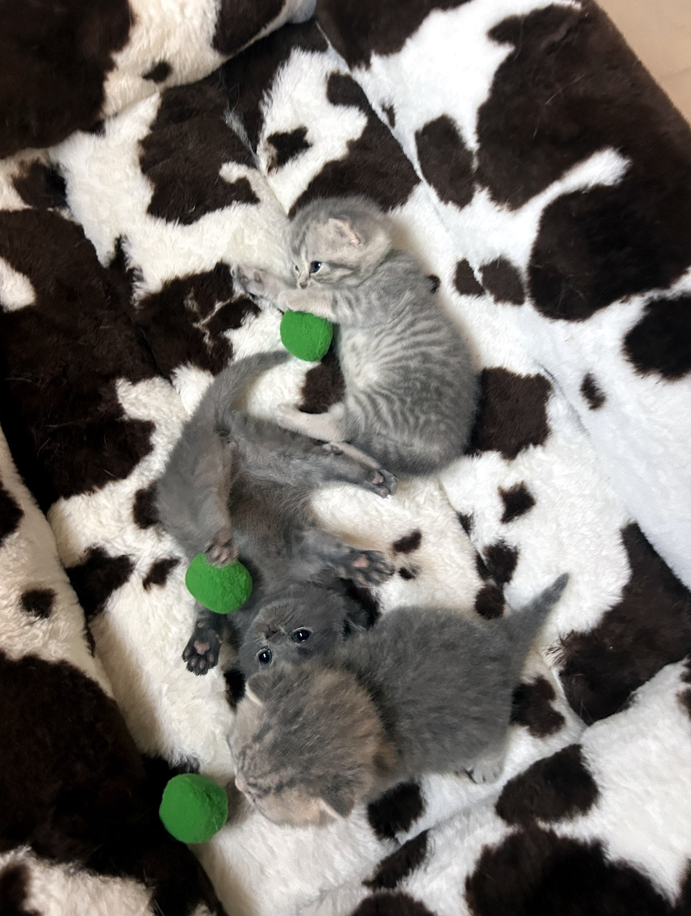 Gatitos empezando a jugar juntos