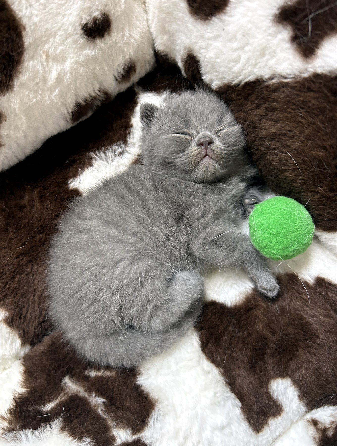 Gatito descansando con una pelota verde