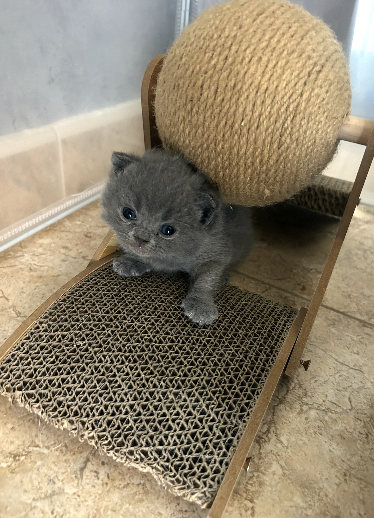 Gatito dando sus primeros pasos junto al rascador
